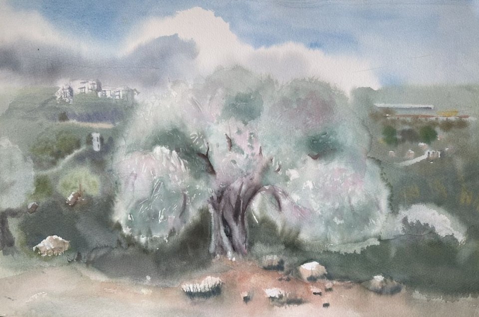 עץ זית בהרי ירושלים