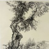 עץ זית, 1940
